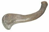 Phenomenal, Fossil Phytosaur Femur With Metal Stand - Texas #214256-6